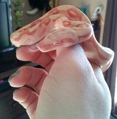 a pink and white snake on someone's hand in front of a tv screen