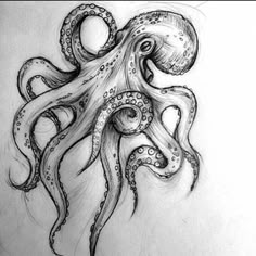 an octopus drawn in pencil on paper