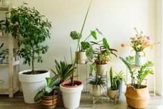 many potted plants are lined up on the floor