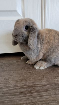 a small rabbit sitting on the floor next to a door