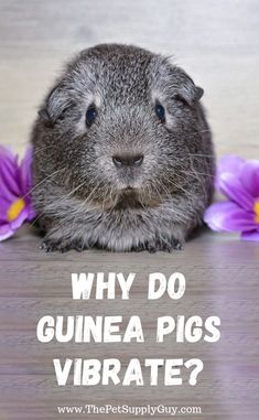 a small rodent sitting on top of a wooden floor with purple flowers around it