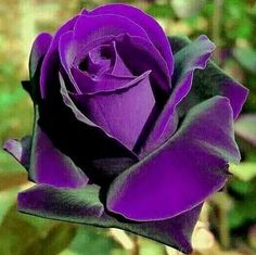 a purple rose that is blooming in the middle of it's flower stalk