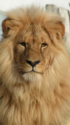 a large brown lion sitting next to a wooden fence