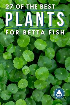 green plants with the words, 27 of the best plants for betta fish