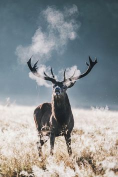 mstrkrftz: Good Morning. by Crusade. on Flickr. #poler #polerstuff #campvibes Mule Deer, Montage Photo, Manx, Nature Animals, Wildlife Photography, Antlers