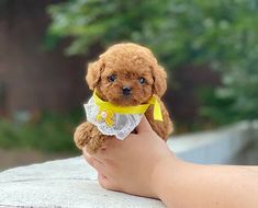 a hand holding a small brown puppy with a yellow ribbon around it's neck