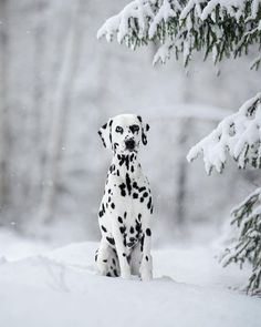 a dalmatian dog sitting in the snow next to a pine tree with snow on it