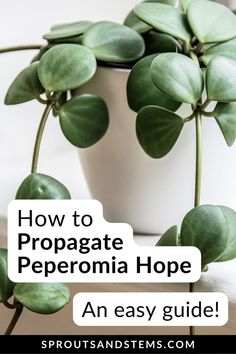 a potted plant with the words how to propagate peperomia hope an easy guide