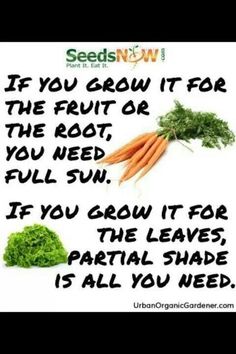 carrots and lettuce with the words if you grow it for the fruit or the root, you need full sun