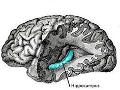 Image result for london taxi cab drivers hippocampus Long Term Memory, Penyakit Jantung, Memory Words, Neurology, Brain Function, Alzheimers, Stem Cells, Neuroscience