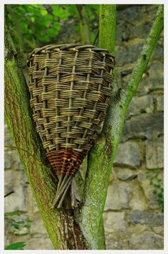 a basket hanging from a tree in front of a stone wall with moss growing on it