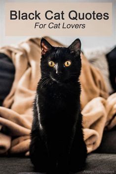 a black cat sitting on top of a couch with the caption black cat quotes for cat lovers