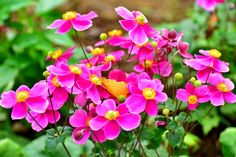 pink flowers are blooming in the garden