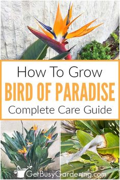 how to grow bird of paradise complete care guide with pictures and text overlay that reads, how to grow bird of paradise complete care guide