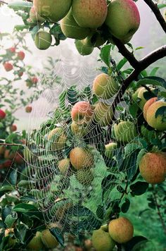 many oranges are growing on the vine in an indoor greenhouse with green leaves and red apples hanging from them