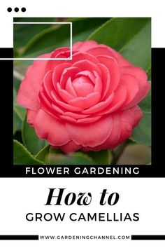 a pink flower with the words how to grow camellias