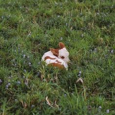 a stuffed animal laying on top of a lush green field covered in bluebells