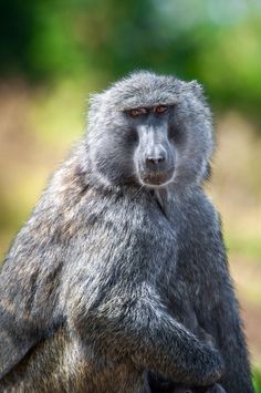 a baboon sitting on its hind legs and looking at the camera with his eyes closed