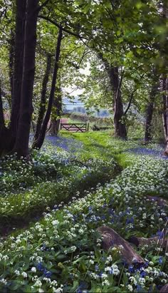 bluebells and wildflowers cover the ground in an open area with trees