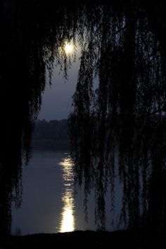 the moon shines brightly through the branches of a willow tree over a body of water