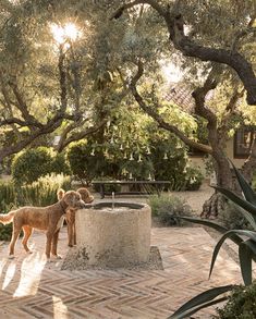 two dogs standing in front of a water fountain surrounded by trees and bushes on a sunny day