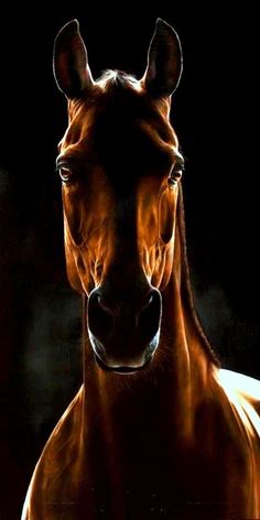 a brown horse standing in front of a black background