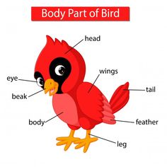 the parts of a bird labeled in english