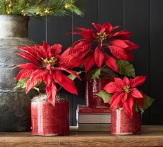 three poinsettias are sitting on a table next to books and a vase