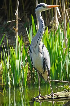 a bird is standing in the water by some reeds