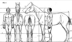 an image of a horse's body and its parts