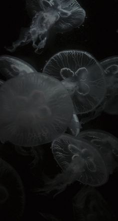 several jellyfish swimming in the dark water