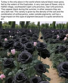 there are many black roses in the field