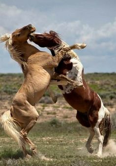 ✥❣✥ FIGHTING LIKE WILD HORSES!..✥❣✥ 💛💛❧ Wild Horses Running, Aesthetic Animals, Tattoo Animal, Anime Tattoo