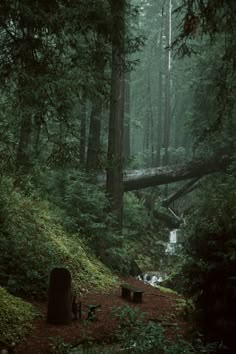 a path in the middle of a forest surrounded by tall trees