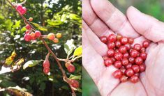 a person holding berries in their hand next to a tree with red berries on it