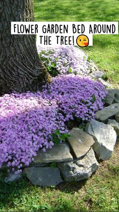 purple flowers growing on the side of a stone wall next to a tree in a park