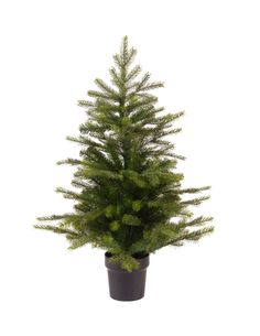 a small pine tree in a pot on a white background