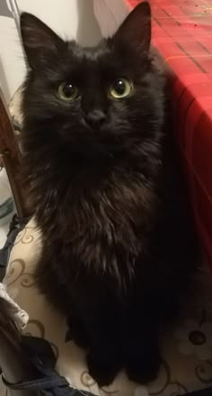 a black cat sitting on top of a chair