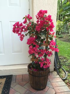 a potted plant with pink flowers in front of a door