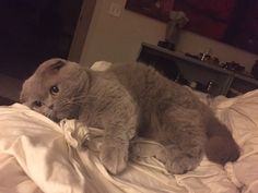 a gray cat laying on top of a white bed covered in sheets and blankets, looking at the camera