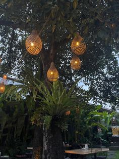 a tree with lights hanging from it's branches in the middle of a garden