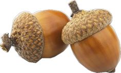 two acorns are shown on a white background