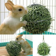 two rabbits are playing with some grass in a cage and one is biting the ball