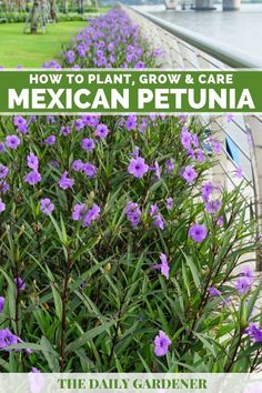 purple flowers in the foreground with text overlay how to plant, grow and care mexican petunia