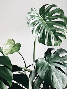 a large green leafy plant in front of a white wall