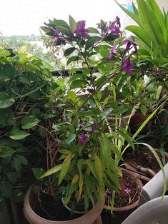 several potted plants with purple flowers and green leaves on the top of each plant