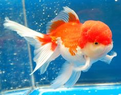 an orange and white fish swimming in a blue tank