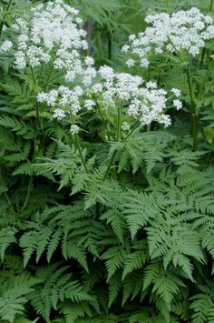 some very pretty white flowers in the grass