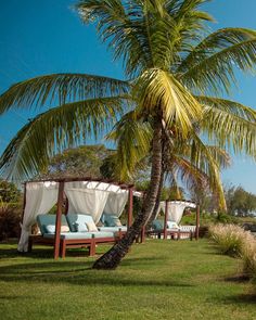 lounge chairs under a palm tree on the lawn