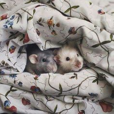 two small mice peeking out from under a blanket